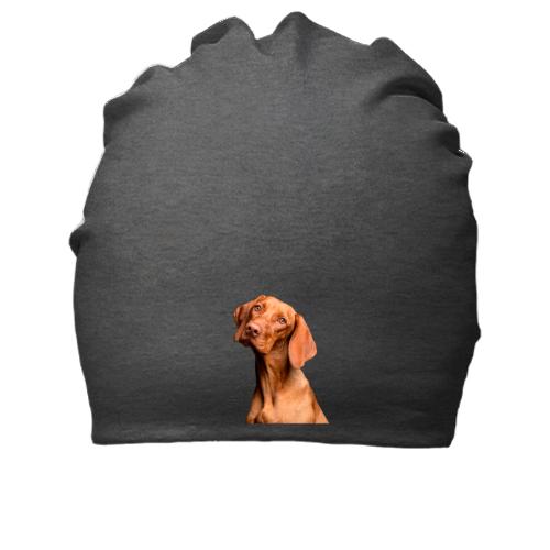Бавовняна шапка з  гончей собакою