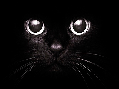 Відзначаємо День чорної кішки разом!